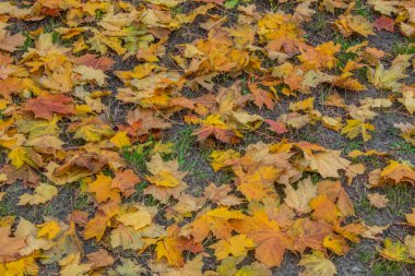 Parkta sonbahar yaprakları