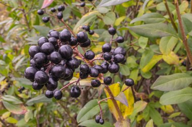 Frenk üzümlerini kapatın.