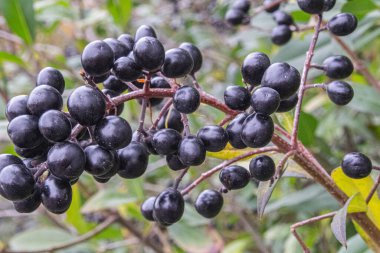 Kuşüzümü taze böğürtlen manzarasını kapatın.