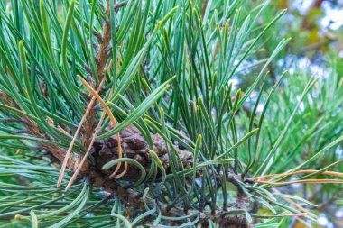 Ormandaki genç bir çam ağacının dalına yaklaş, tarlanın derinliğine dikkat et. Sığ alan derinliği, makro fotoğrafçılık