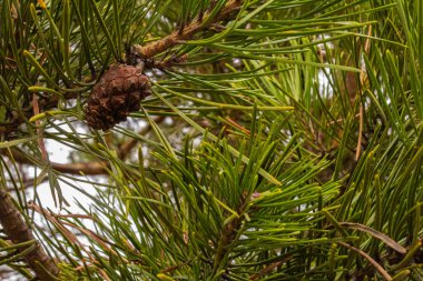 Genç çam kozalağı ağaç dalında, yakın plan