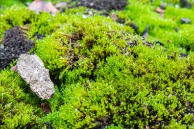 Ağaçta yosun var. Ormanda yosun var. görünümü kapat