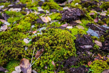 Sonbahar bahçesindeki bir taşın üzerinde yosun.