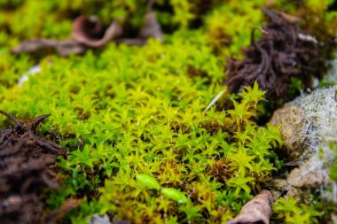 Ormanda yeşil yosun