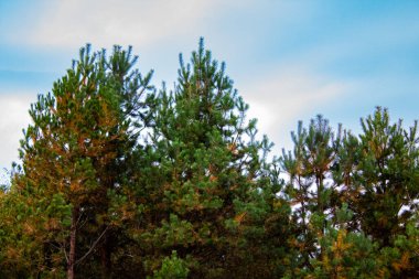 Ormandaki ağaçlar.