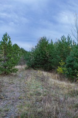 Güneşli bir günde ormanı olan güzel bir manzara.