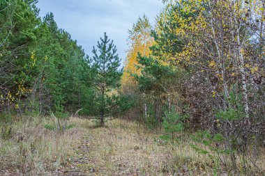 Ağaçlı sonbahar ormanı