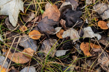 Sonbaharda bir ormanda mantar