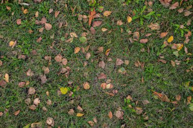 Parkta yerde sonbahar yaprakları