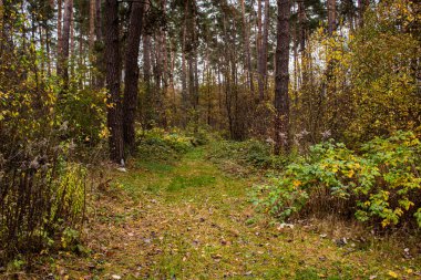 Sonbahar mevsiminde yeşil yapraklı orman yolu.