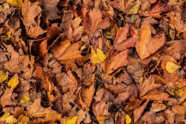 sonbahar yaprakları arkaplan dokusu