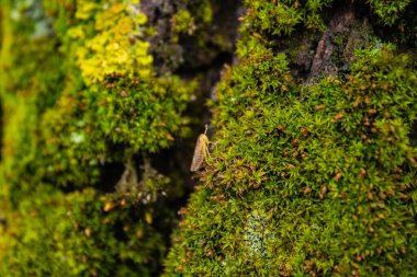 eski ağaç kabuğu üzerinde yosun.