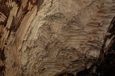 Eski ahşap dokunun arkaplanı