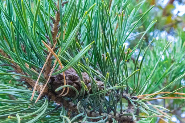 Ormandaki genç bir çam ağacının dalına yaklaş, tarlanın derinliğine dikkat et. Sığ alan derinliği, makro fotoğrafçılık