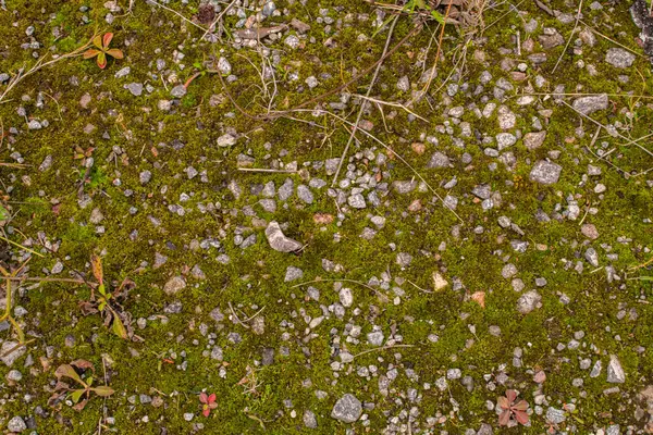 Yerdeki yosun dokusu.