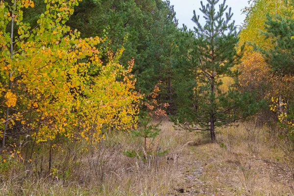 Ağaçlar ve yapraklarla dolu sonbahar ormanı