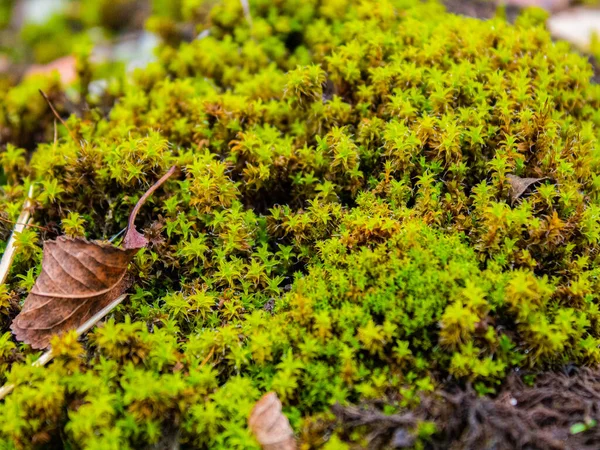 ormandaki bir ağaç üzerinde yeşil yosun