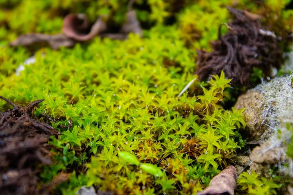 Ormanda yeşil yosun