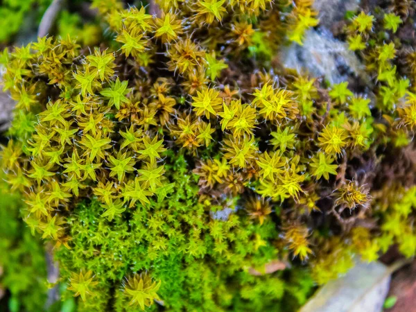 Yaklaş - ağaçtaki yosun yumağı