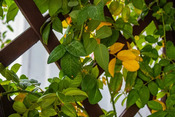 Bahçede sarı çiçekler. Yakın çekim.