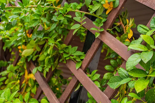 Çitin üzerindeki güzel yeşil bitki