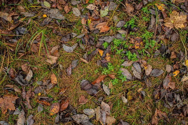 stock image autumn leaves and trees in the forest