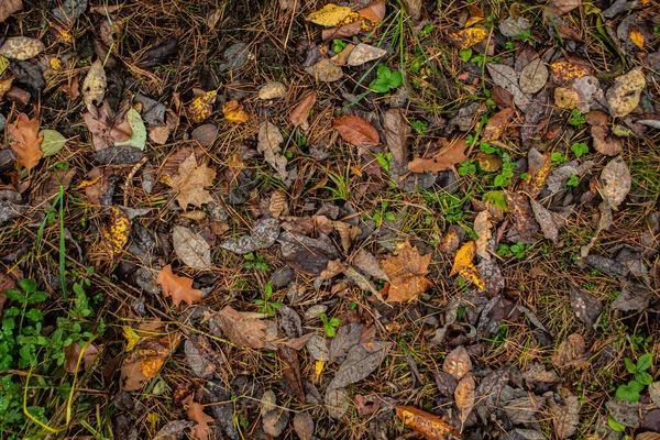 stock image autumn leaves on the grass