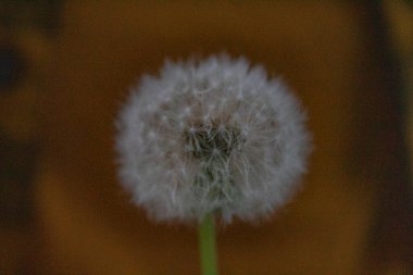 Karahindiba çiçeği yaklaş.