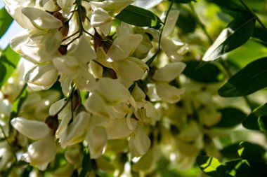 Yazın bahçede beyaz ve siyah çiçek