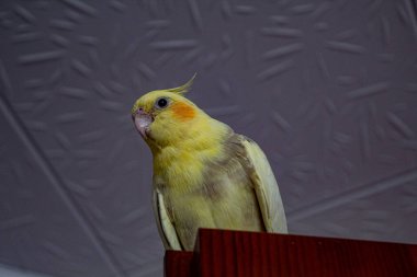 Yerde oturan sarı bir papağan.