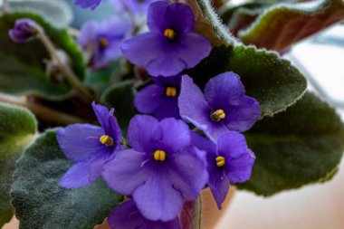 Bahçede mor çiçekler