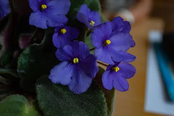 violet and green flowers in the house.