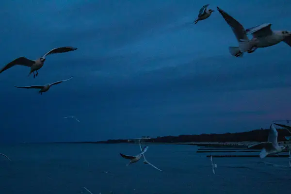 a seagull flies over the sea in the evening, seagulls flying over the sea, the black sea in the background