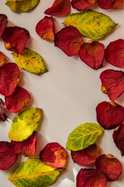 Sonbahar yaprakları, sonbahar çiçekleri ve yapraklar.