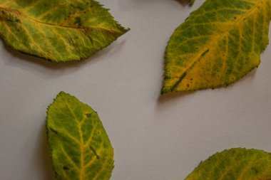 Beyaz arkaplanda sonbahar yaprakları, kapat