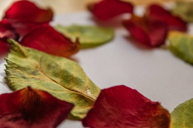 Beyaz arkaplanda kuru gül, kapat