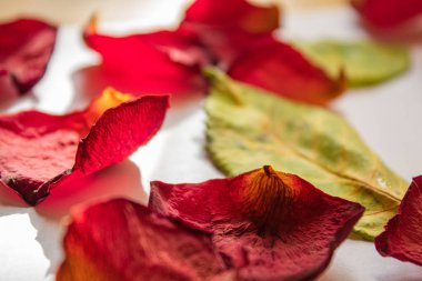 Kırmızı gül yapraklarını kapatın.