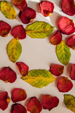 Sonbahar yaprakları, sonbahar yaprakları