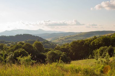 Ormanda ağaçlar olan yeşil yaz tarlaları