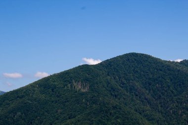 Dağlardaki yeşil orman