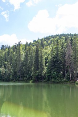 Yeşil ağaçlar ve mavi gökyüzü olan bir orman gölünün dikey yakın çekimi.