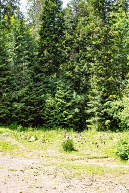 Orman dağlarda güneşli yaz günlerinde.