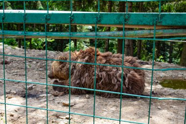 Hayvanat bahçesindeki kahverengi ayı