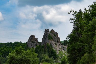 Ormanda güzel bir manzara.