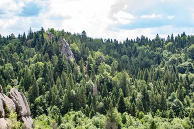 Yazın dağlarda güzel yeşil orman