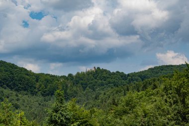 Yazın dağdaki yeşil orman. Güzel manzara