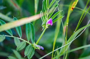Güzel çiçek bahçede büyüyen