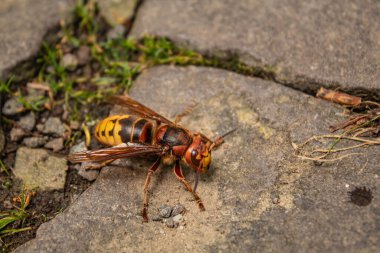 Taştan bir yüzeydeki eşek arısının yakın plan fotoğrafı..