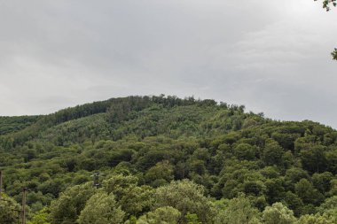 Karpatların yeşil ormanı..