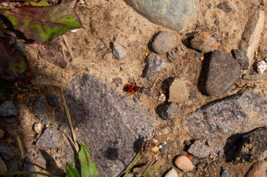 Taşın üstünde kırmızı karınca
